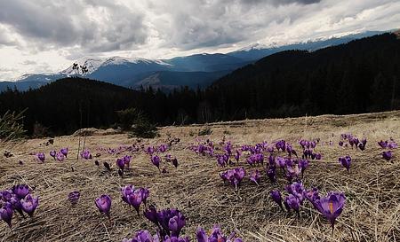 Гора Кукул та полонина Кукул — Фото 7