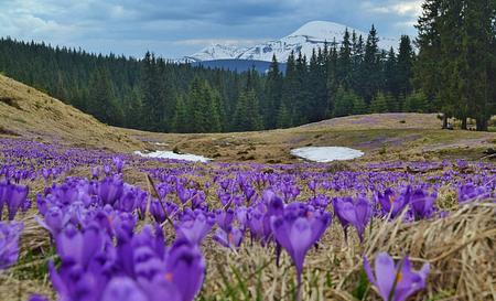 Гора Кукул та полонина Кукул — Фото 1
