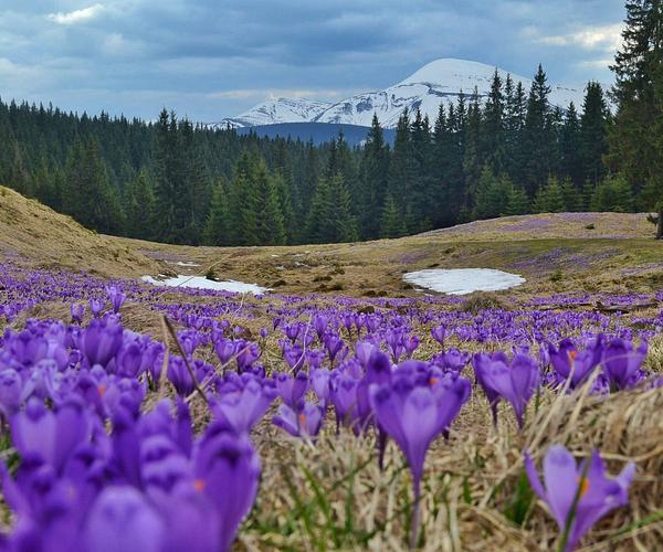 Гора Кукул та полонина Кукул