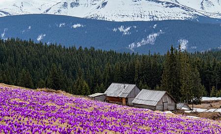 Гора Кукул та полонина Кукул — Фото 3