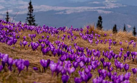 Гора Кукул та полонина Кукул — Фото 4