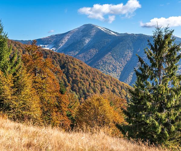 Бук дорогою на Дарвайку