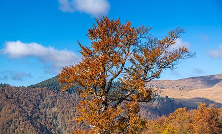 Бук дорогою на Дарвайку — Фото 5