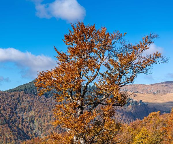 Бук дорогою на Дарвайку