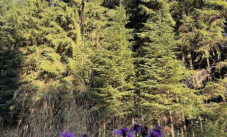 Гора Томас — Фото 3