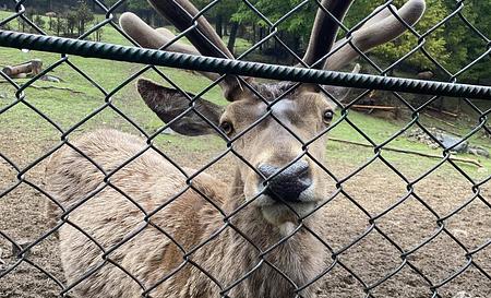 Яремче — Фото 2