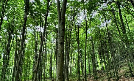 Липовецьке озеро — Фото 4