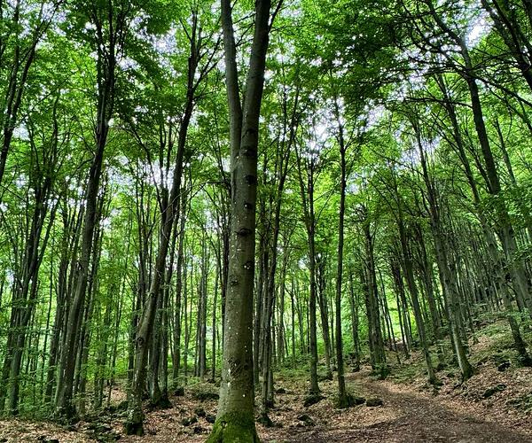 Липовецьке озеро