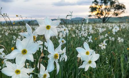 Долина нарцисів — Фото 4