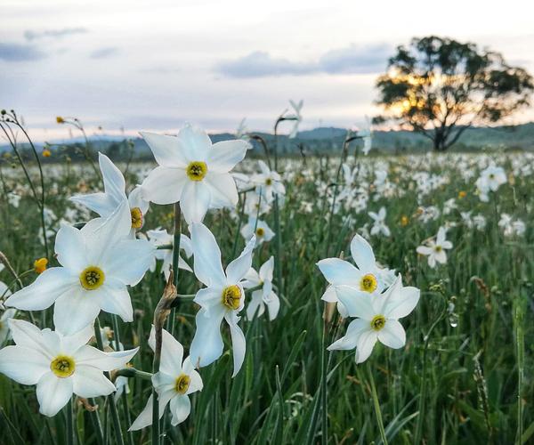 Долина нарцисів