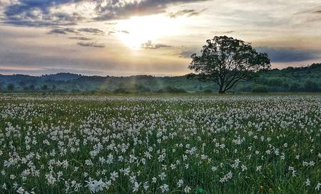Долина нарцисів — Фото 5