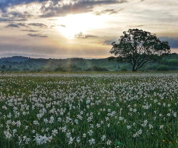 Долина нарцисів