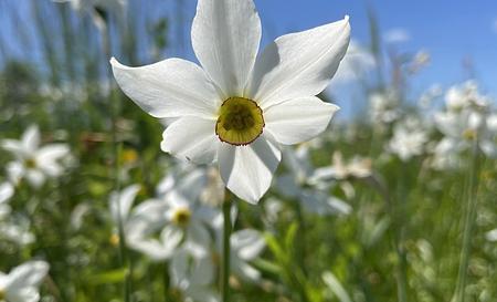 Долина нарцисів — Фото 6