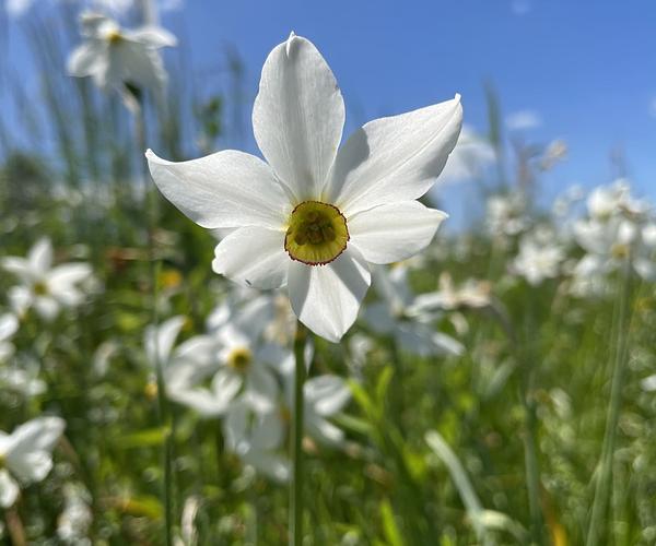 Долина нарцисів