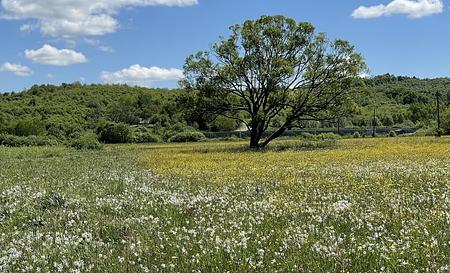 Долина нарцисів — Фото 7