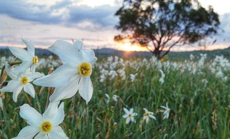 Долина нарцисів — Фото 1