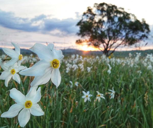 Долина нарцисів
