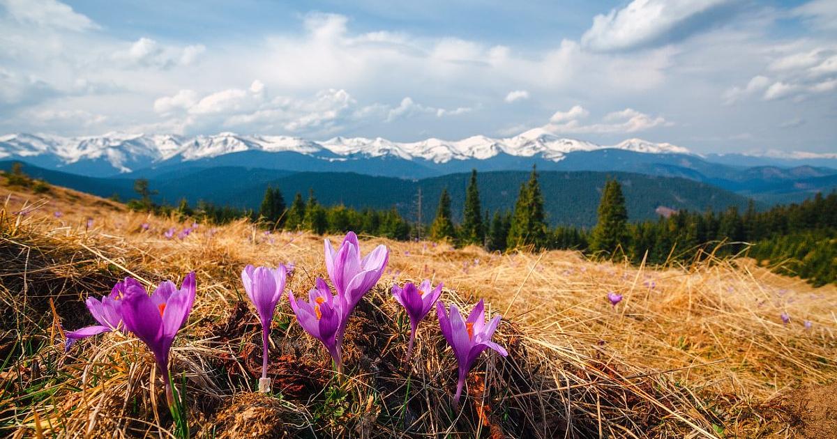 Крокуси в Карпатах: де шукати весну в горах