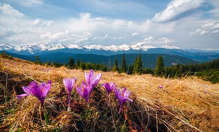 Крокуси в Карпатах: де шукати весну в горах