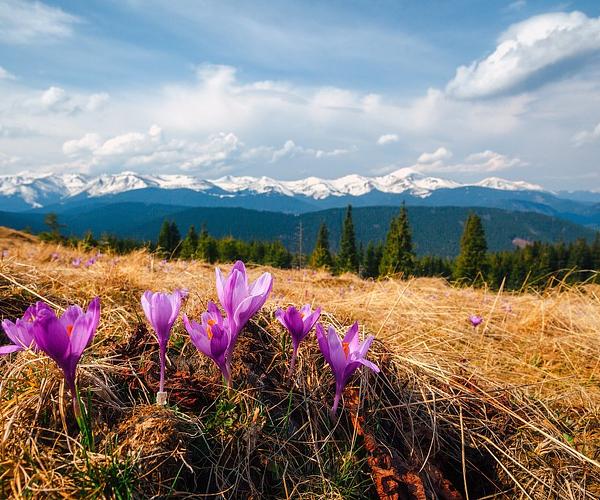 Крокуси в Карпатах: де шукати весну в горах