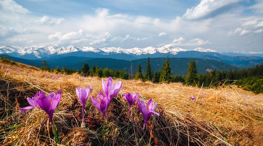 Крокуси в Карпатах: де шукати весну в горах